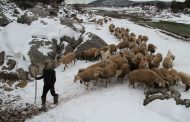Van'da karla kaplı köylerdeki besiciler zor şartlarda hayvanlarını besliyor